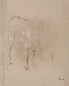 Studie van een kalf